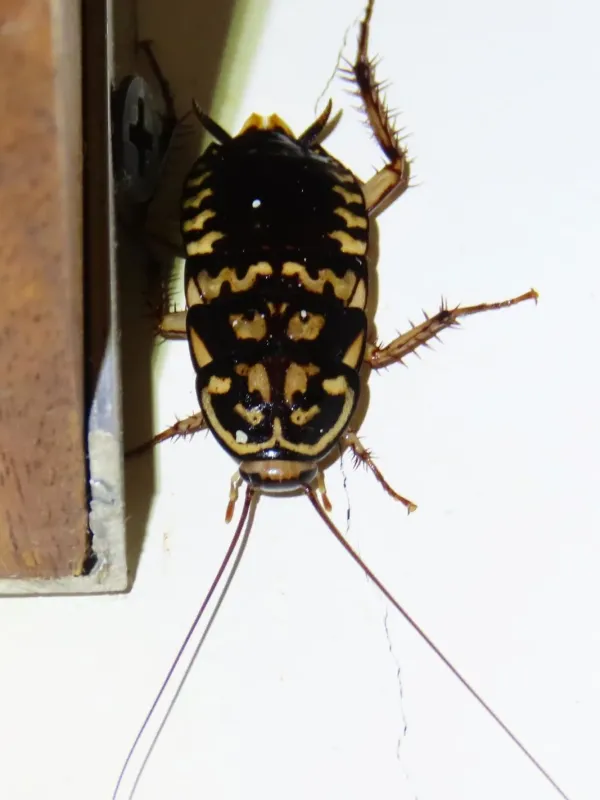 Harlequin cockroach