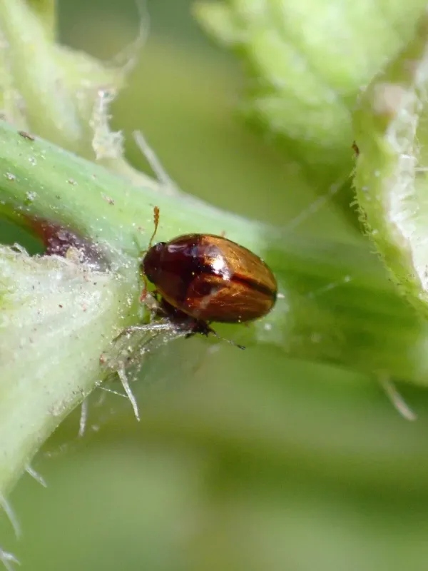 Shining flower beetle