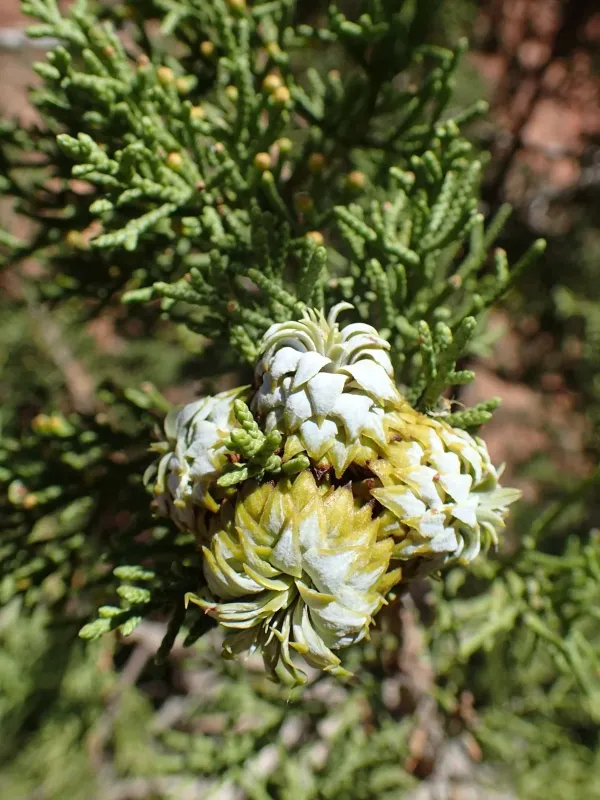 Oligotrophus