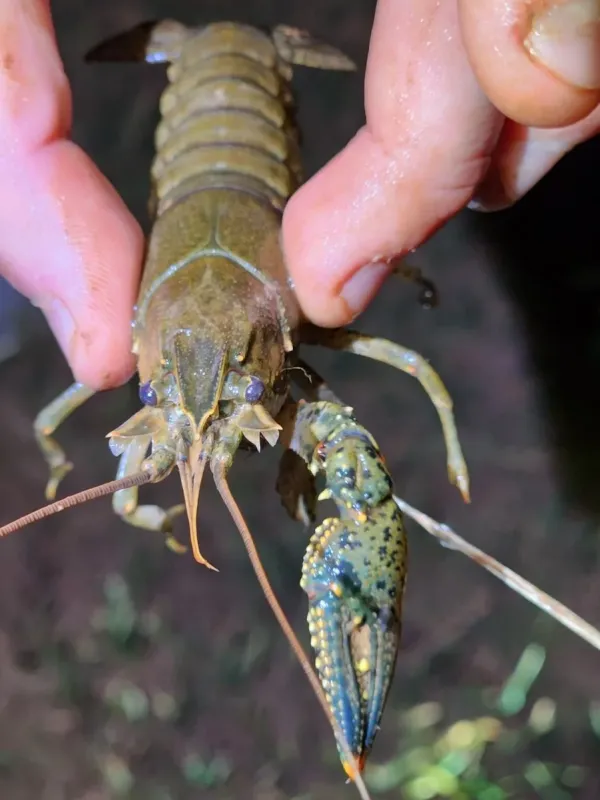 Nais crayfish