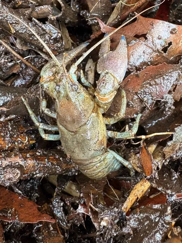 Rusty crayfish