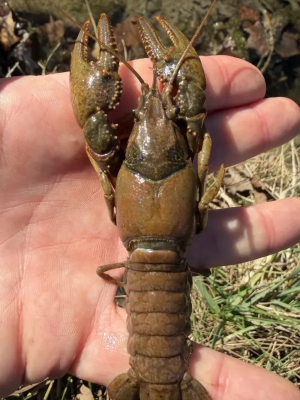 Northern crayfish
