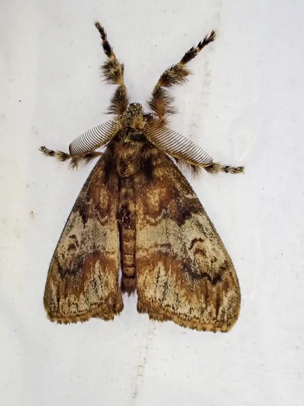 Australian tussock moth