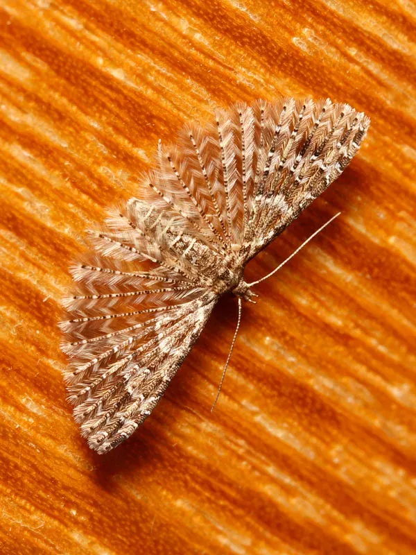 Japanese many-plumed moth