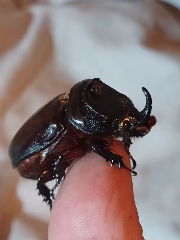 African rhinoceros beetle