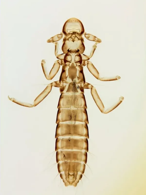 Louse