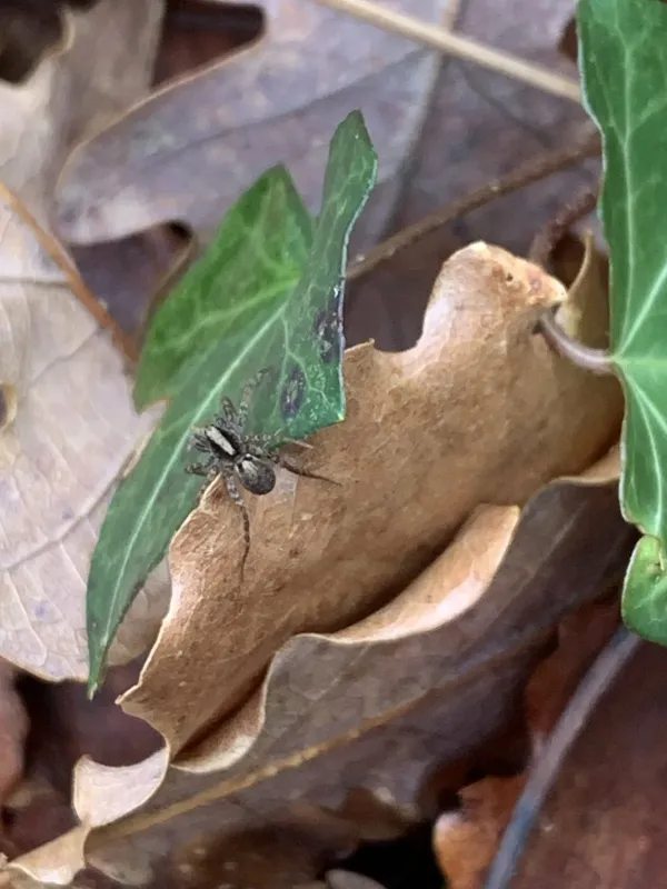 Wolf spider