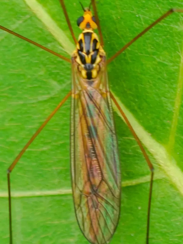 Spotted crane fly