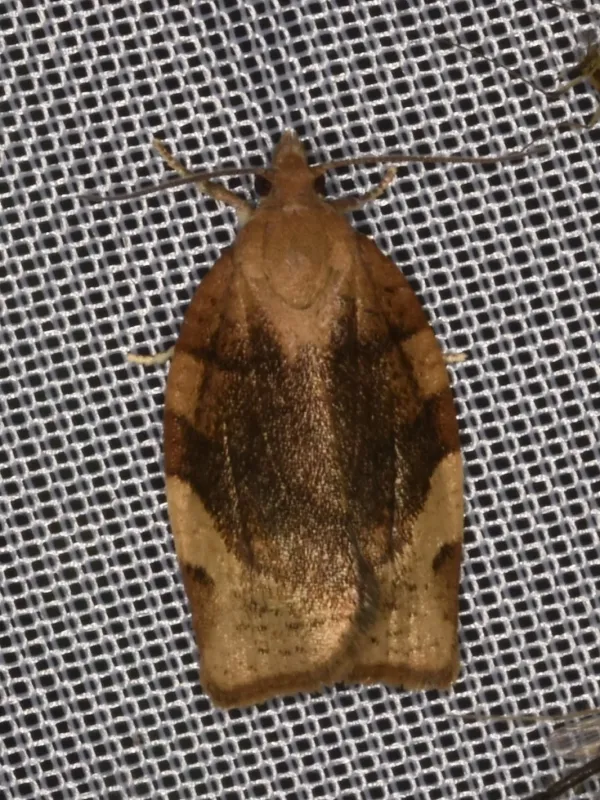 Barred fruit tree tortrix