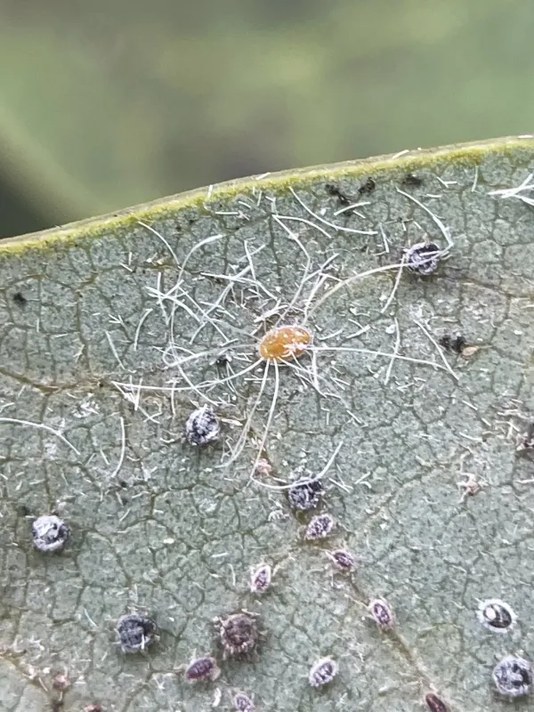 Paraleyrodes