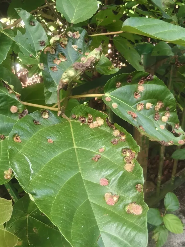 Pauropsylla