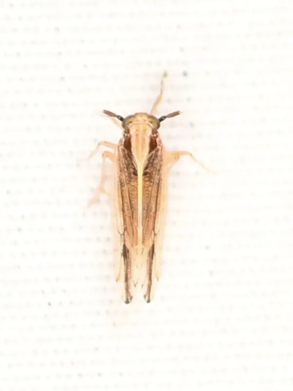 Sugarcane planthopper