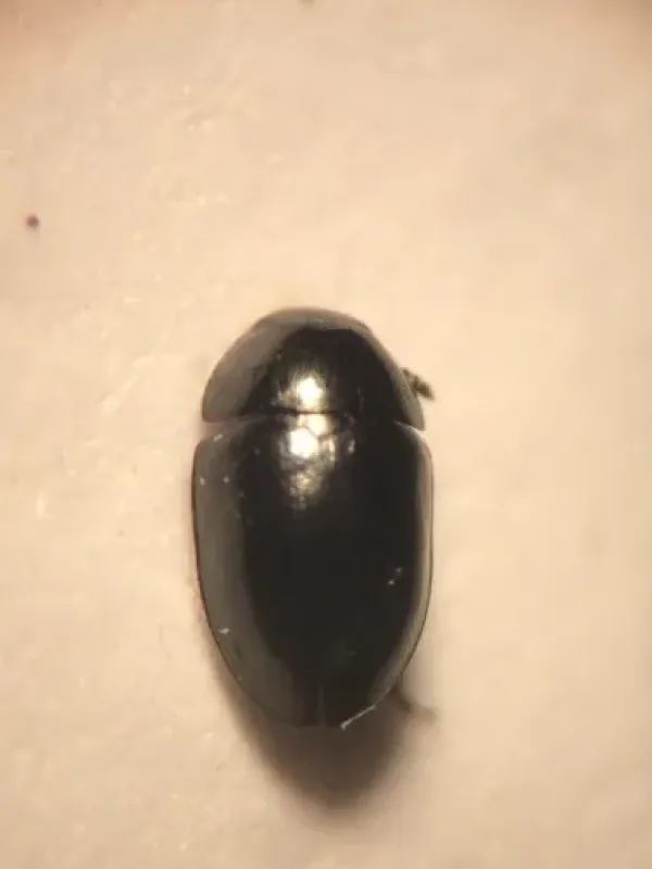 Shining flower beetle