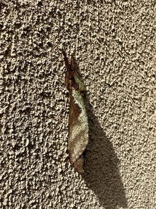 Ghost moth