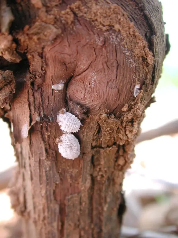 Maple scale