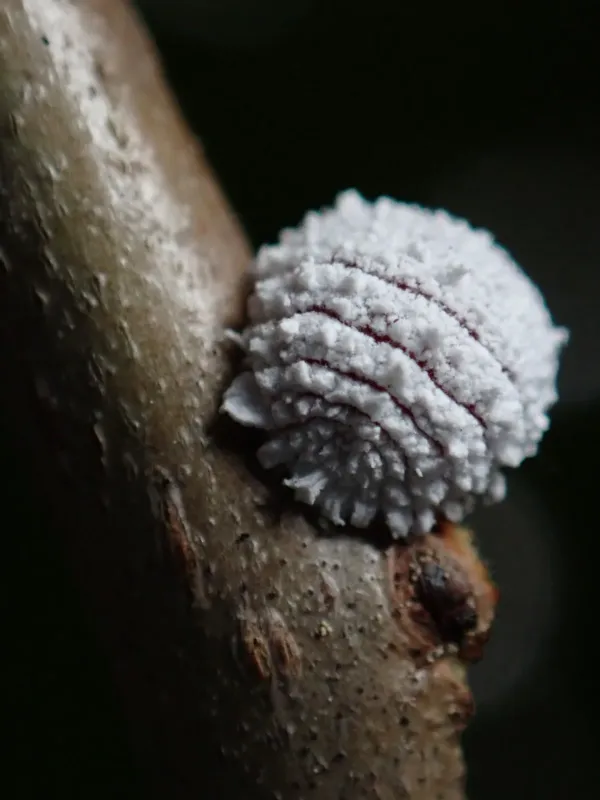 Hawthorn mealybug