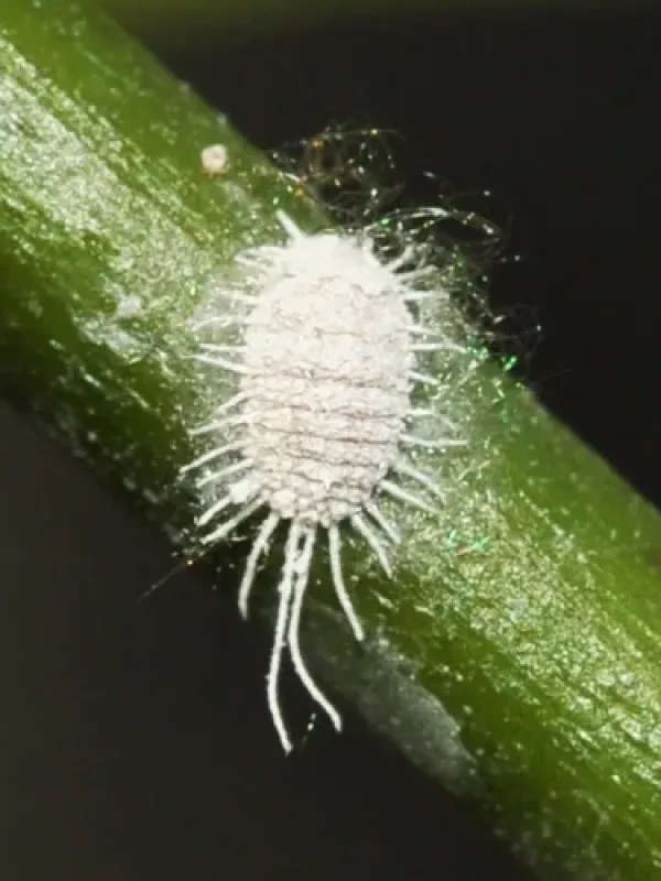 Medlar mealybug