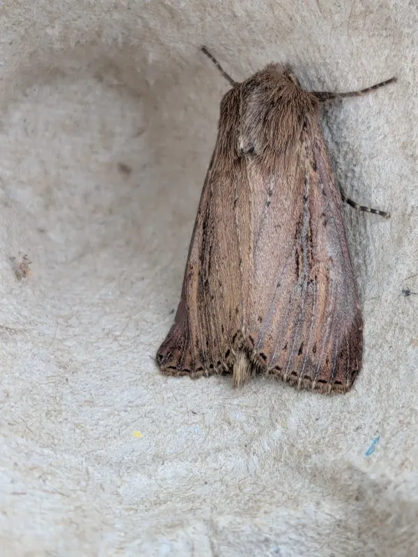 Bulrush wainscot