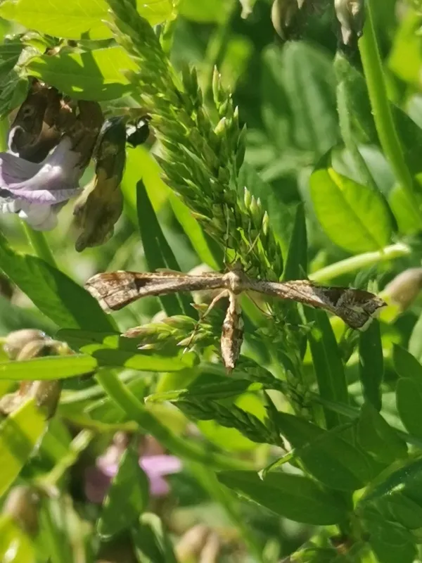 Plume moth
