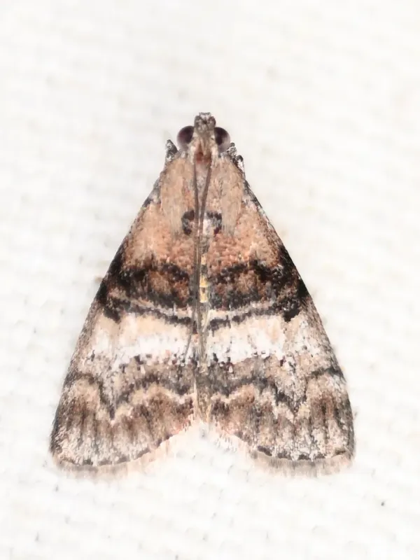 Pococera