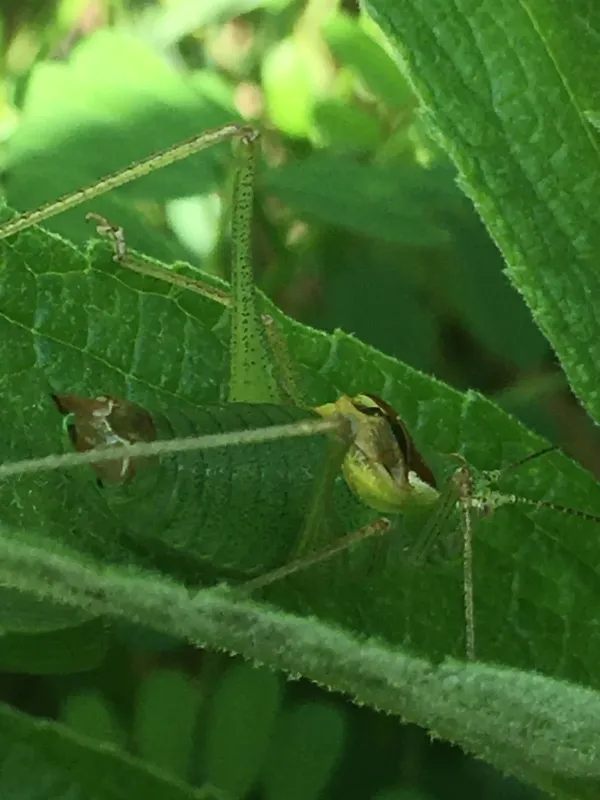 Kuznezovi bush-cricket