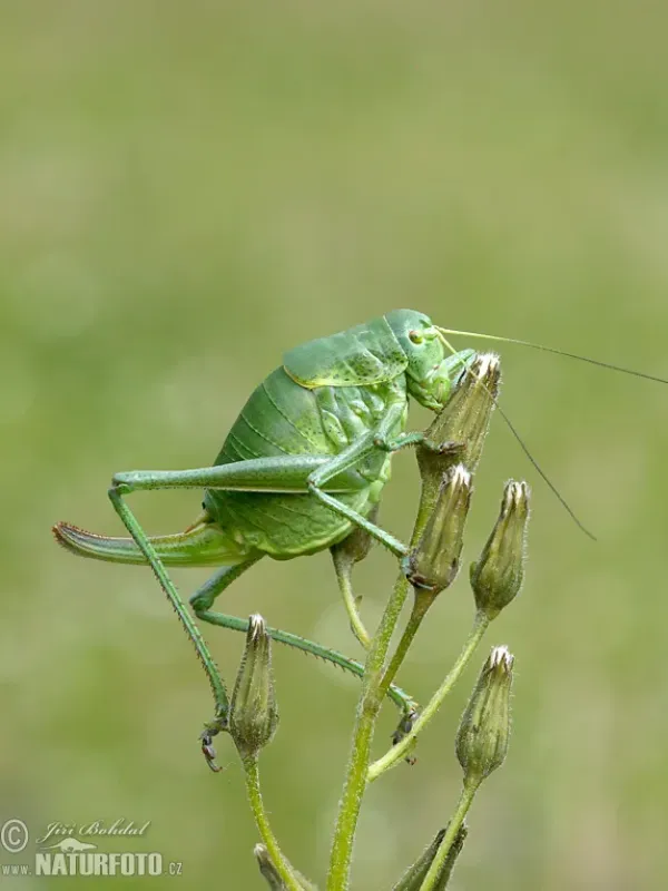 Многоножка (род Polysarcus)