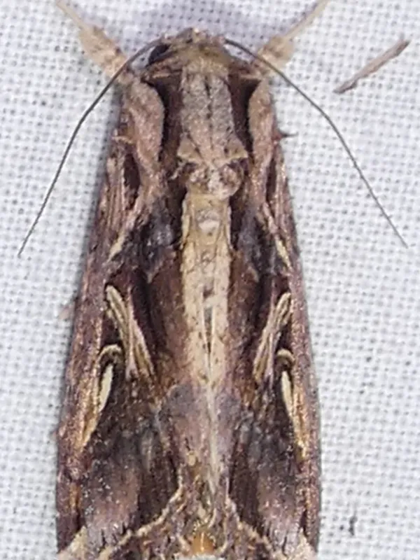 Spodoptera dolichos