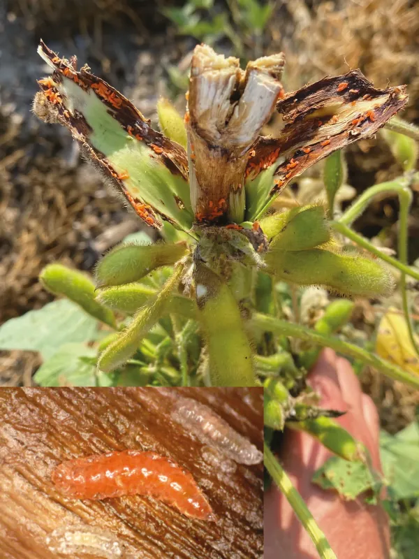 Soybean gall midge
