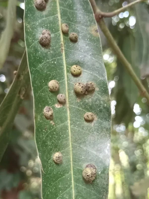 Mango gall midge