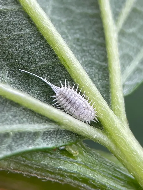 Long-tailed mealybug