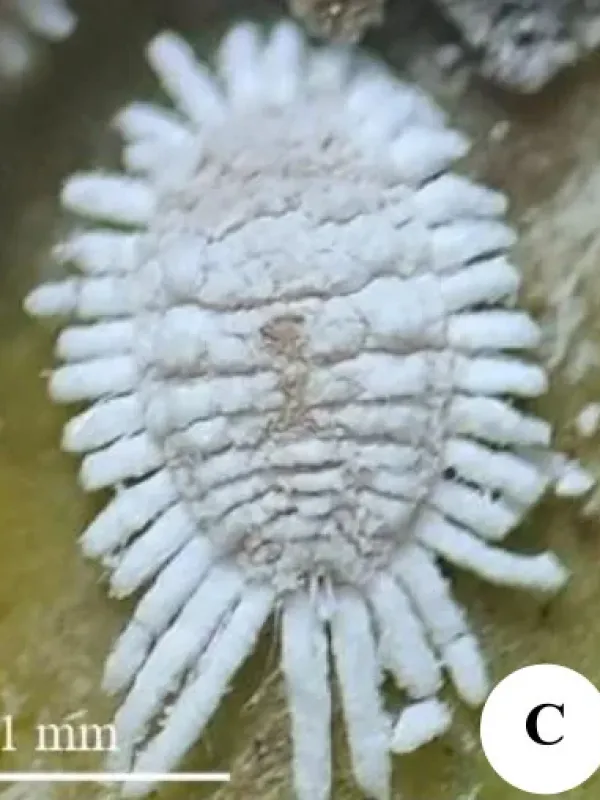 Gray mealybug
