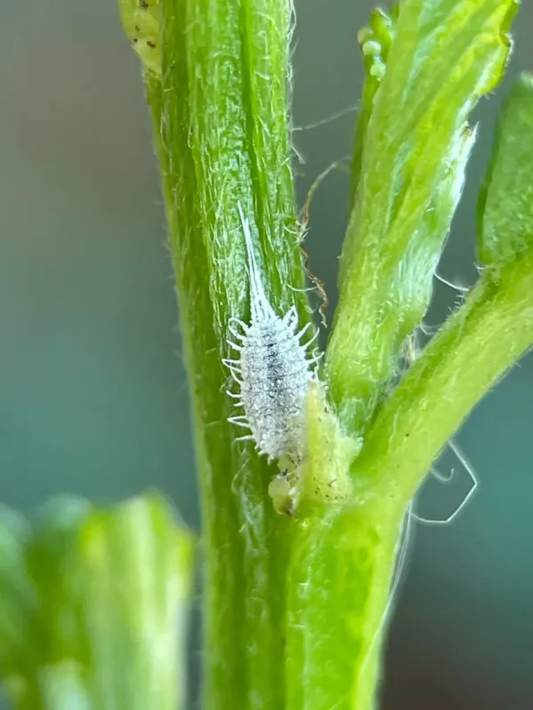 Mealybug