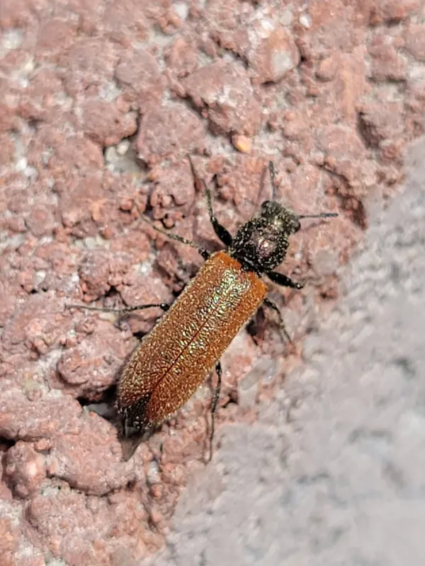 Psoa viennensis