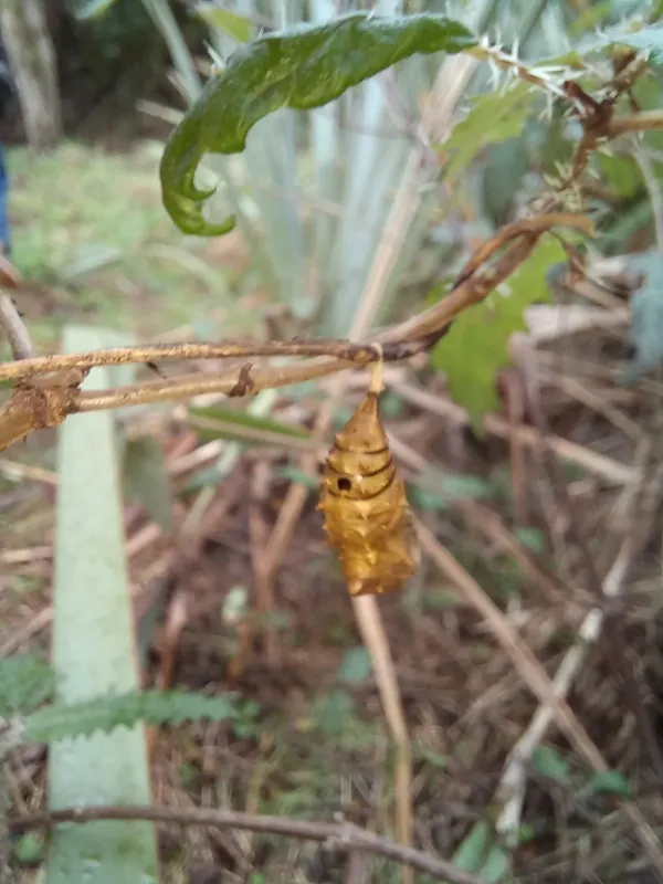 Pteromalus puparum