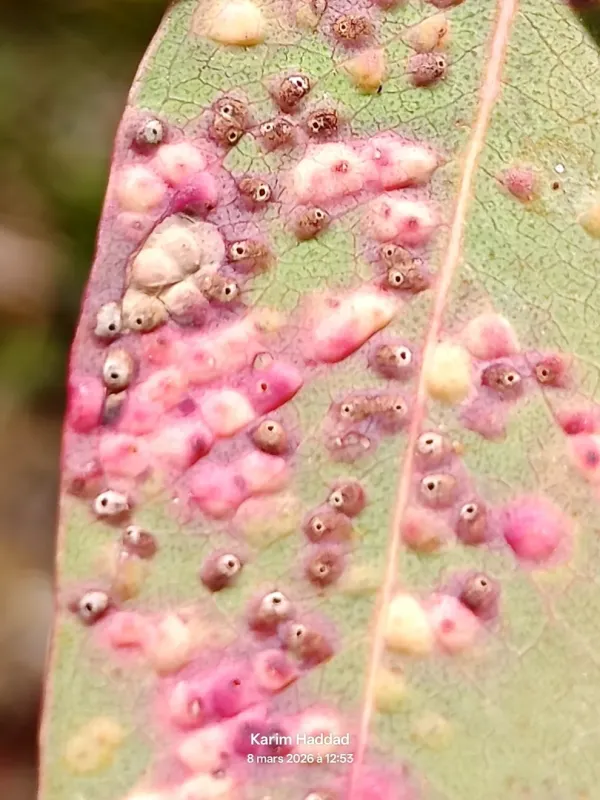 Eucalyptus gall wasp