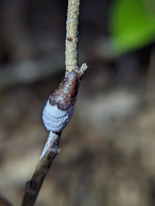Neopulvinaria