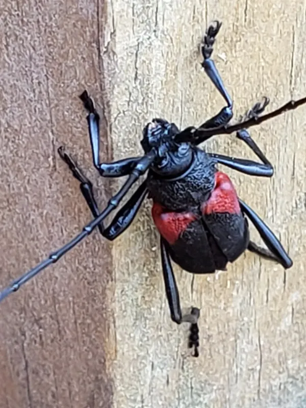 Purpuricenus humeralis