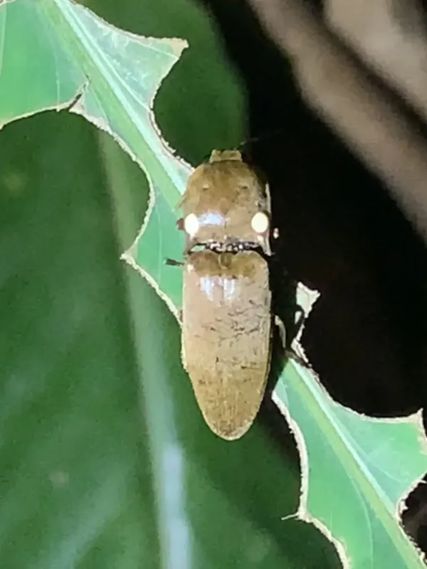 Click beetle
