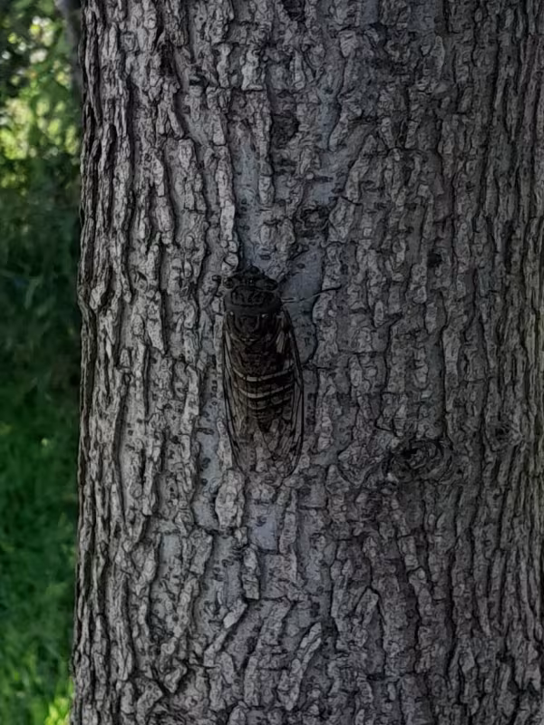 Quesada
