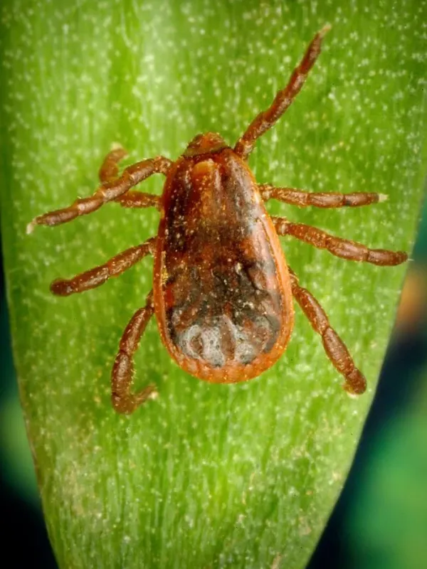Brown ear tick