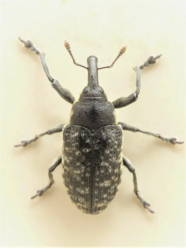 Alder flea weevil