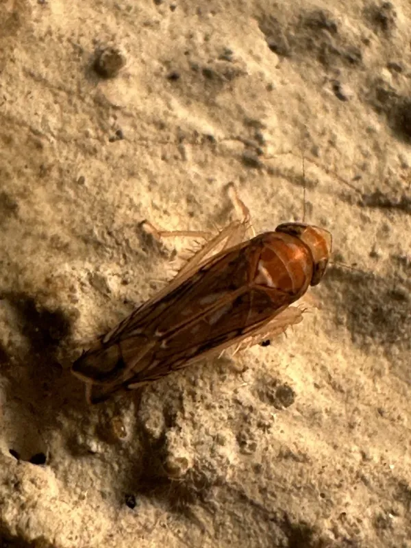 American grapevine leafhopper
