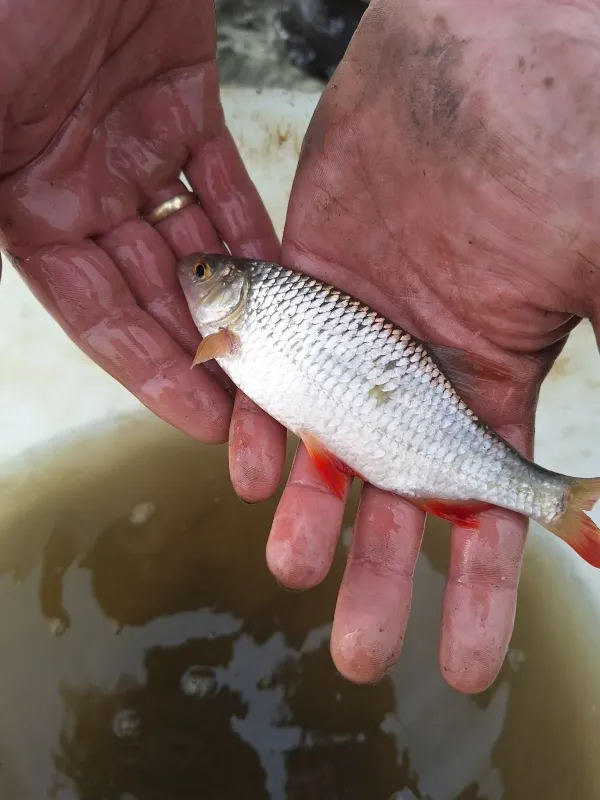 Common rudd