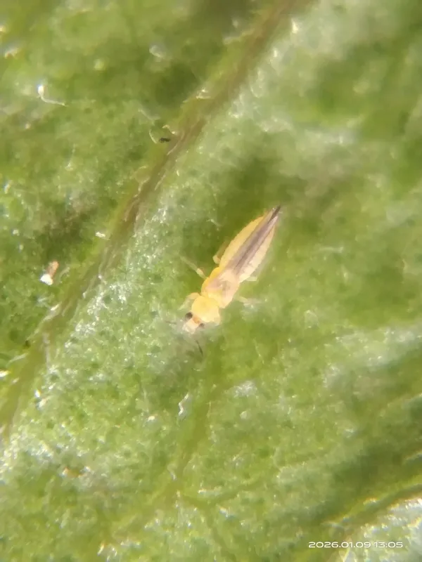 Yellow tea thrips
