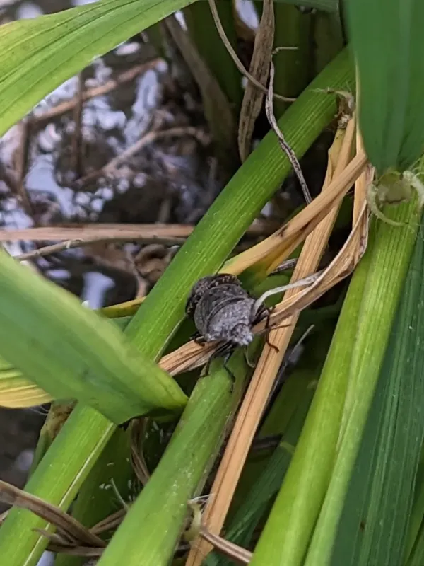 Black rice bug