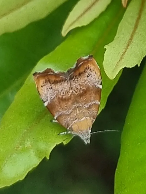 Fig leaf skeletonizer