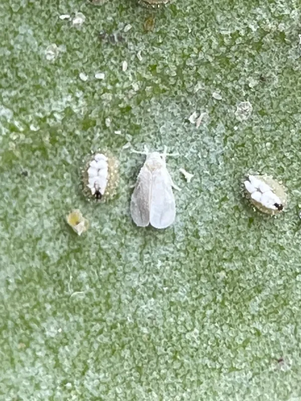 Ash whitefly