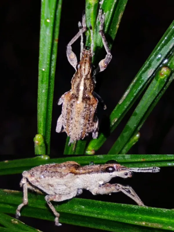 Lupin leaf weevil