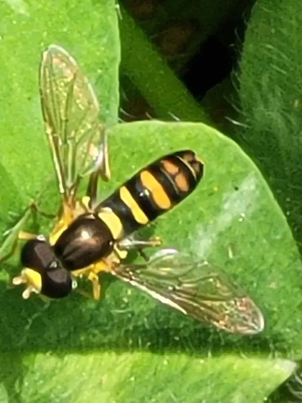 Sphaerophoria sulphuripes