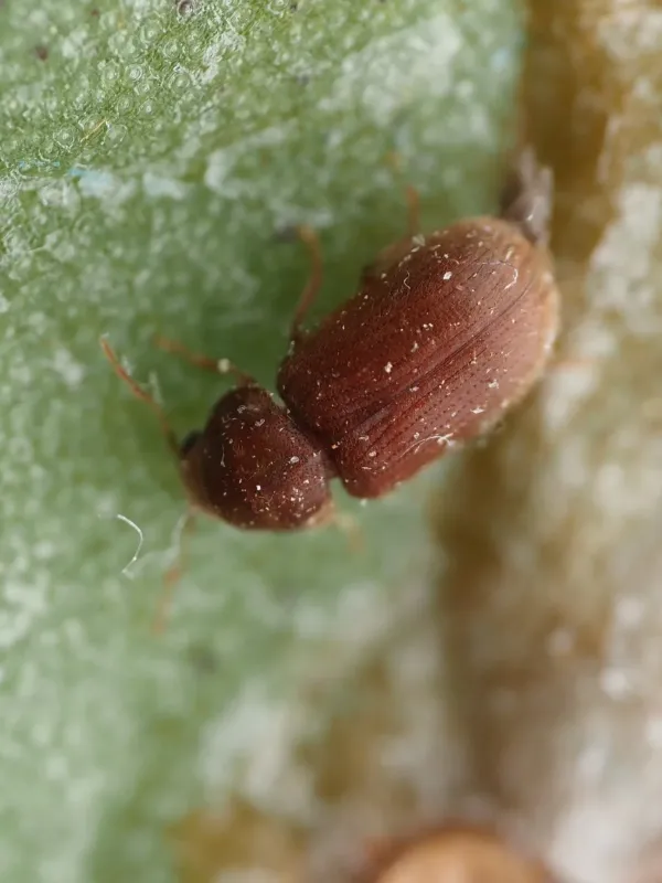 Drugstore beetle